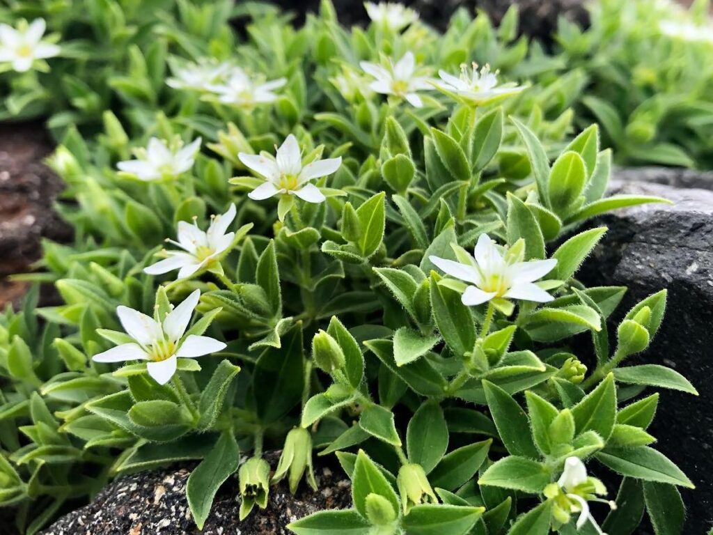 チョウカイフスマ