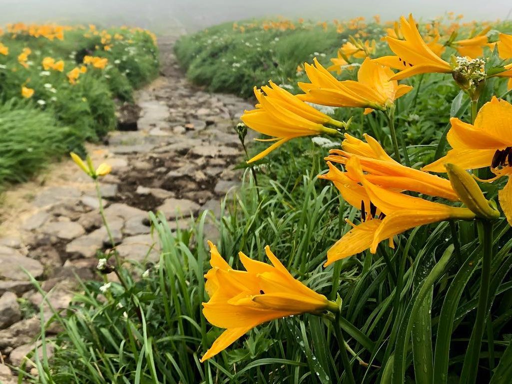 ニッコウキスゲ